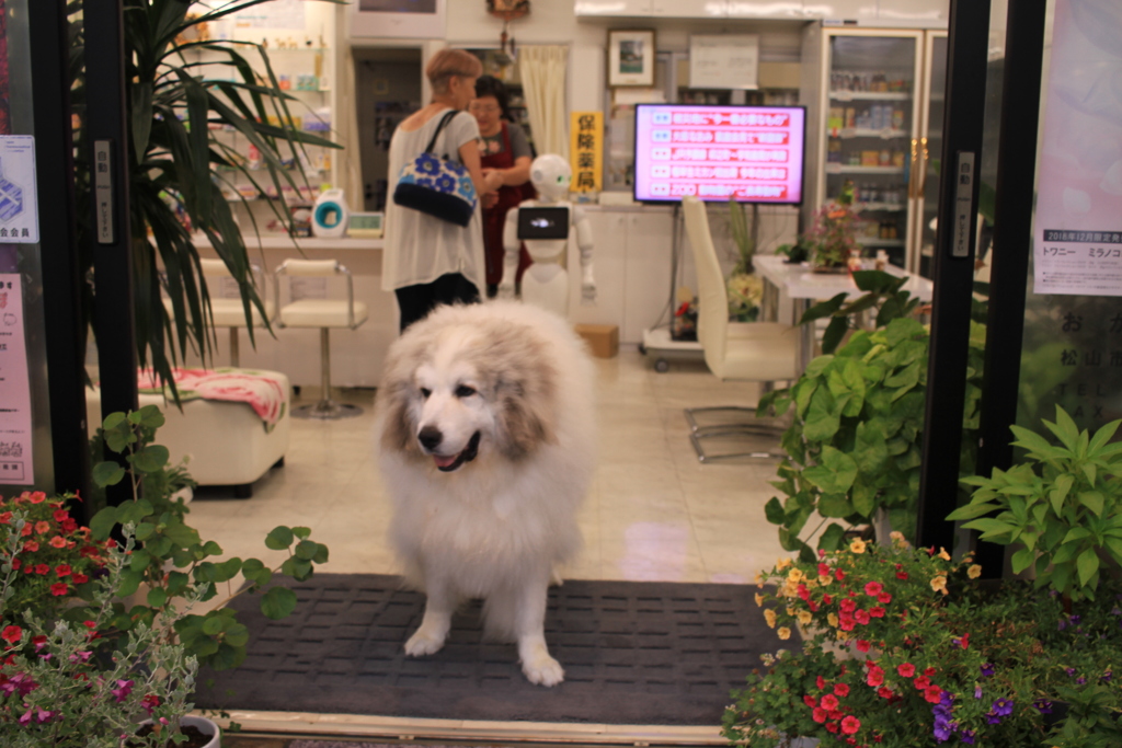 お店番してるココさん
