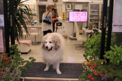 お店番してるココさん