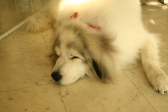 お店番してるココさん