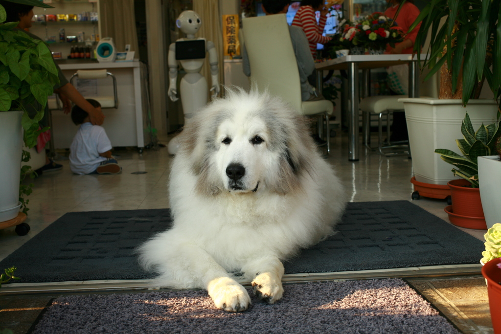 お店番してるココさん