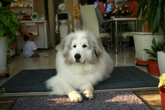 お店番してるココさん