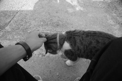 甘えん坊するトム君