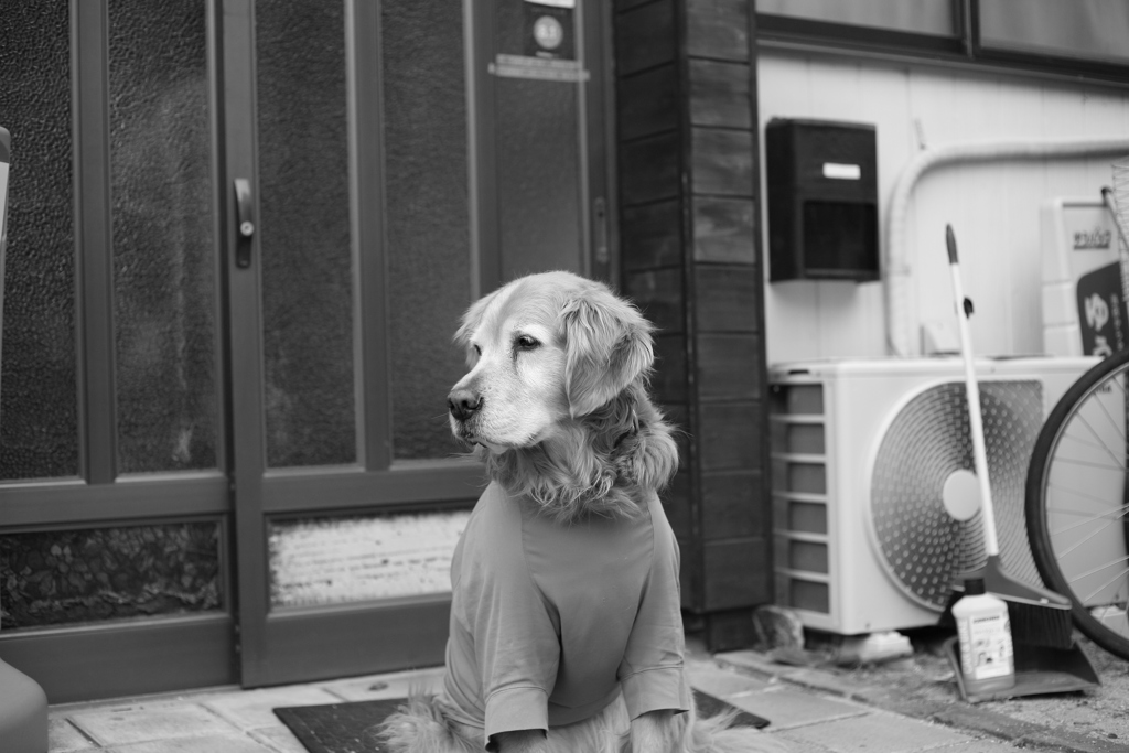 お宿番してるみゅうちゃん