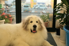 お店番してるココ様