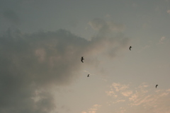 カモメはカモメ