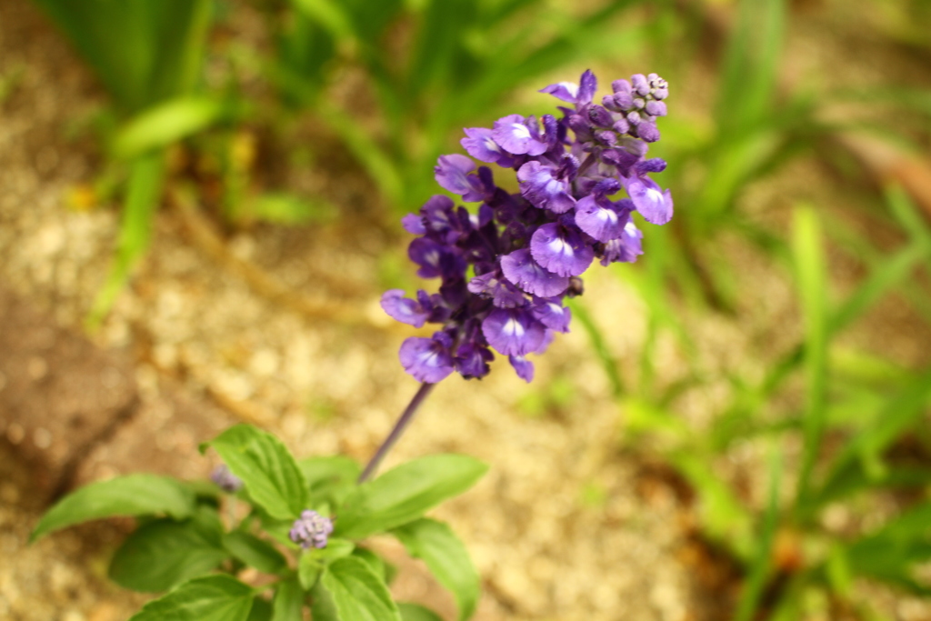 一年ぶりくらいでズームレンズ使ってみた