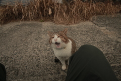 トム君