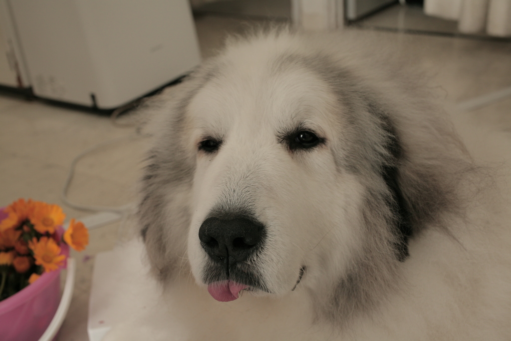 今日もお店番してるココさん