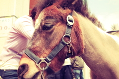 つぶらな瞳のポニーのレレレちゃん