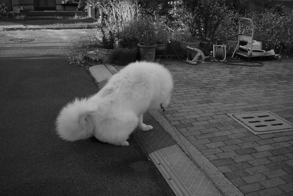 おしっこするココちゃん