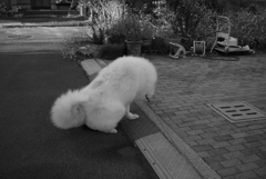 おしっこするココちゃん