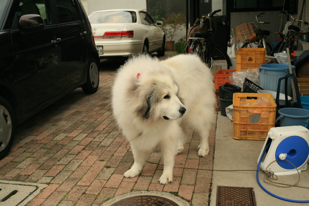 今日も元気なココさん
