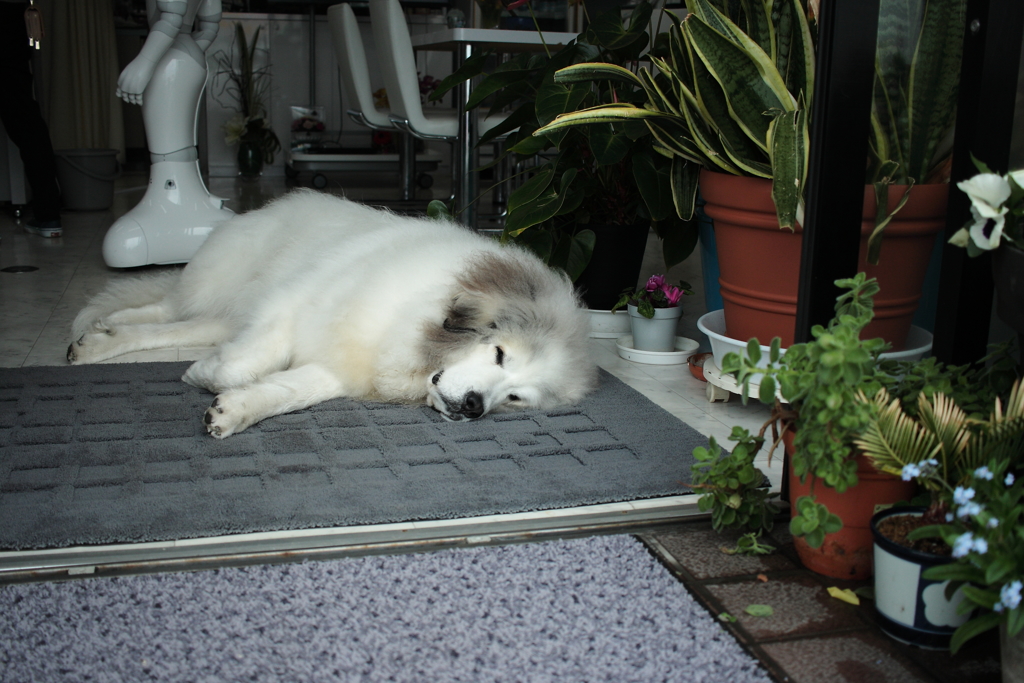 小雨の日もお店番のココちゃん