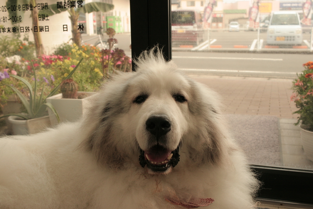 今日もかわいいココさん