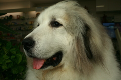 お昼もお店番してるココさん