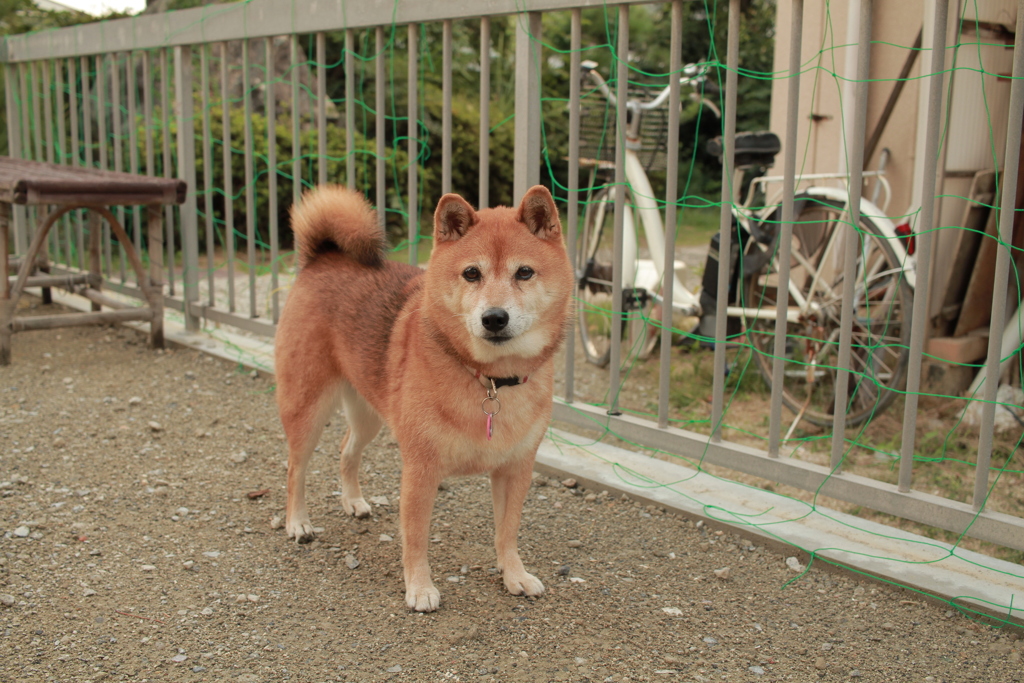 北条水軍ユースホステルにお泊りの夢ちゃん