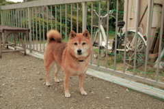 北条水軍ユースホステルにお泊りの夢ちゃん