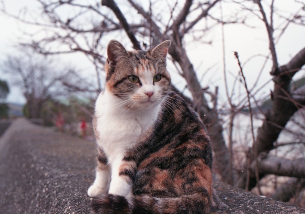 朝、Eos650(Film)にて