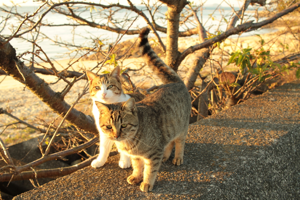 トム君とマーちゃん