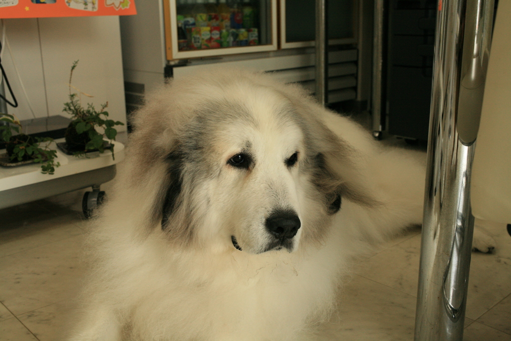 昨日シャンプー行ってきてふかふかなココさん