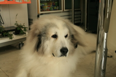 昨日シャンプー行ってきてふかふかなココさん