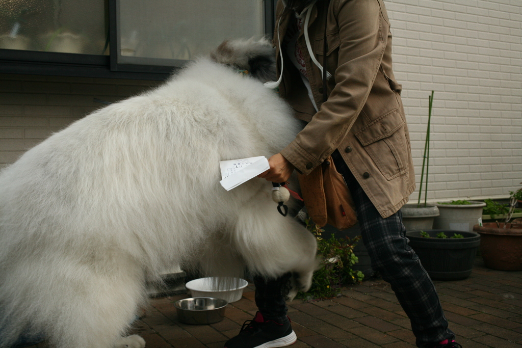 お姉さんに遊んでもらうココさん