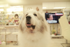 お店番してるココ様