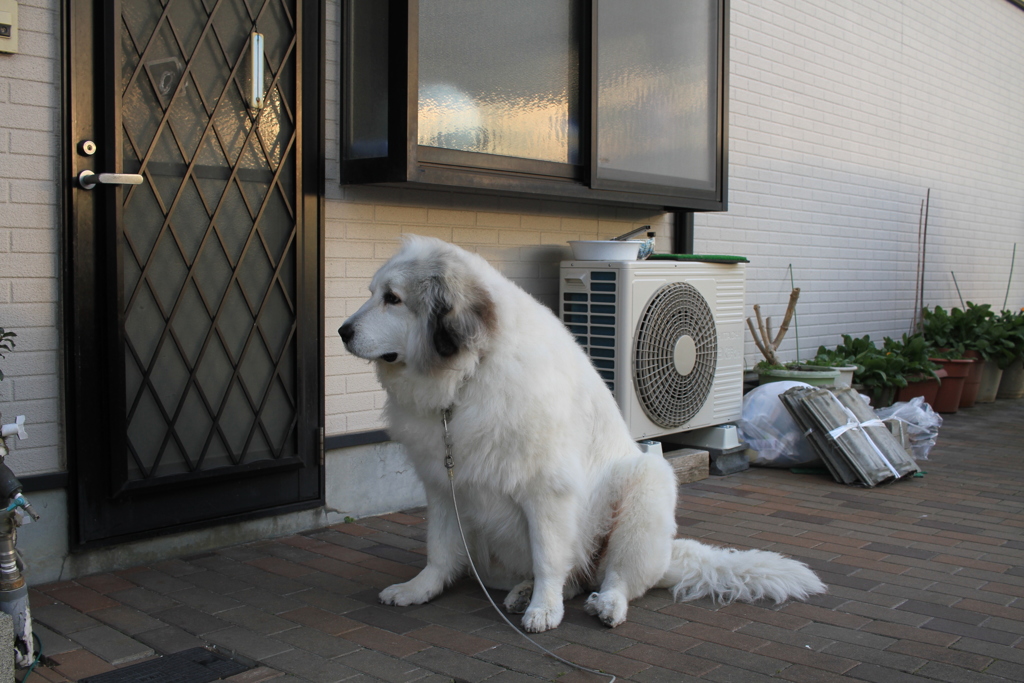 ご飯を待ってるココちゃん