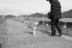 Eos20Dはモノクロにすると絶妙　８