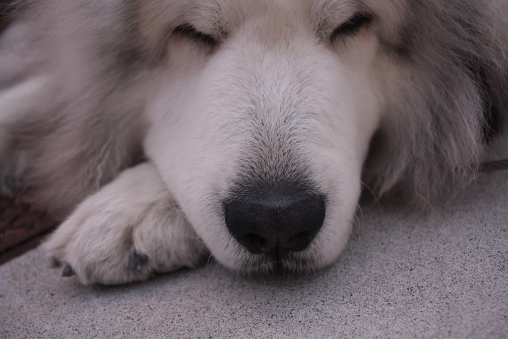 昼前のココちゃん＠快晴2017-05-11