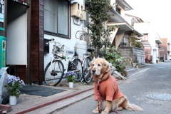 お客さんを待ってる営業本部長みゅうちゃん