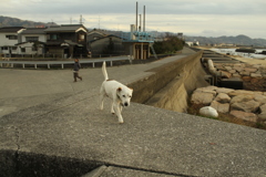 ククルさん