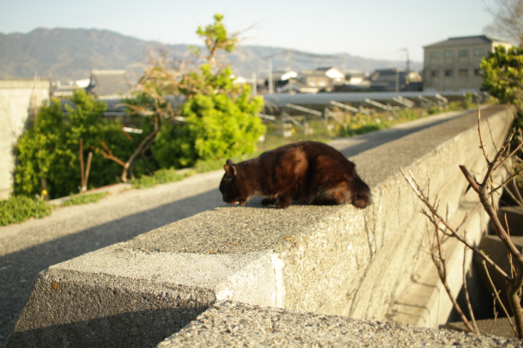 クロネコ