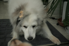 臨戦態勢のココさん