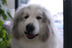 変顔のココさん