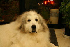 今日もかわいいココさん