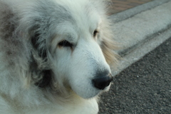 今朝のココちゃん