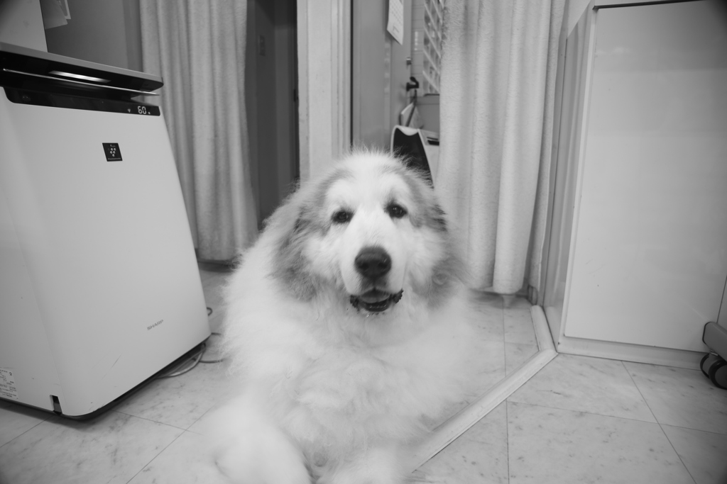 今日も元気なココさん