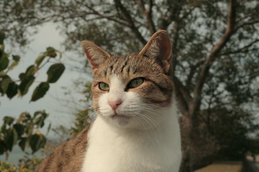 凛々しいトムくん