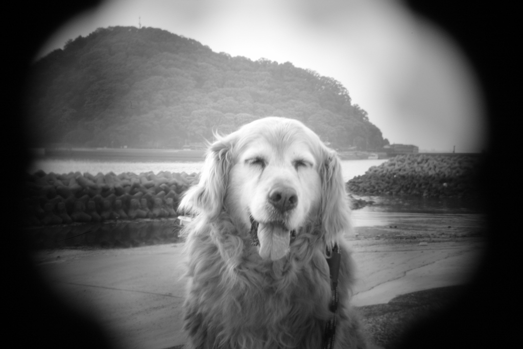 shot by Holga toy lens