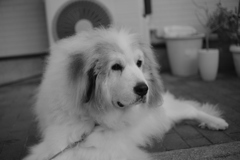 ほんわかしてるココさん