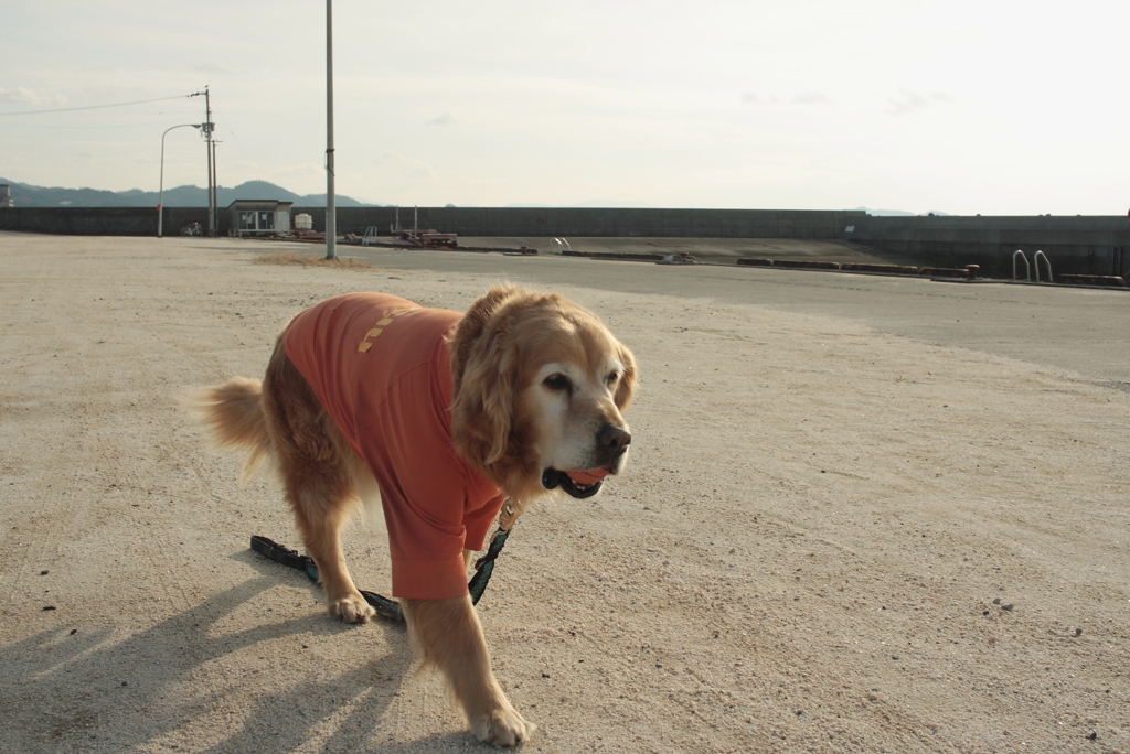 出張疲れでちょっとペースが遅い