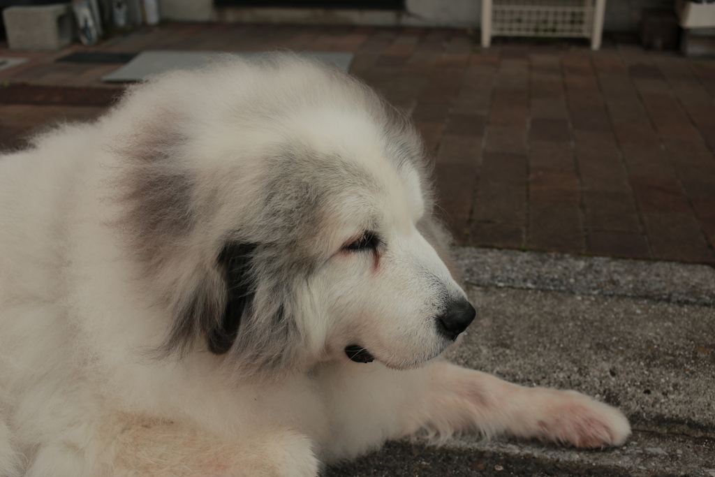 番犬してるココさん