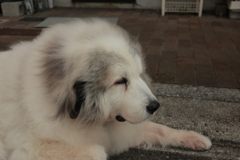 番犬してるココさん