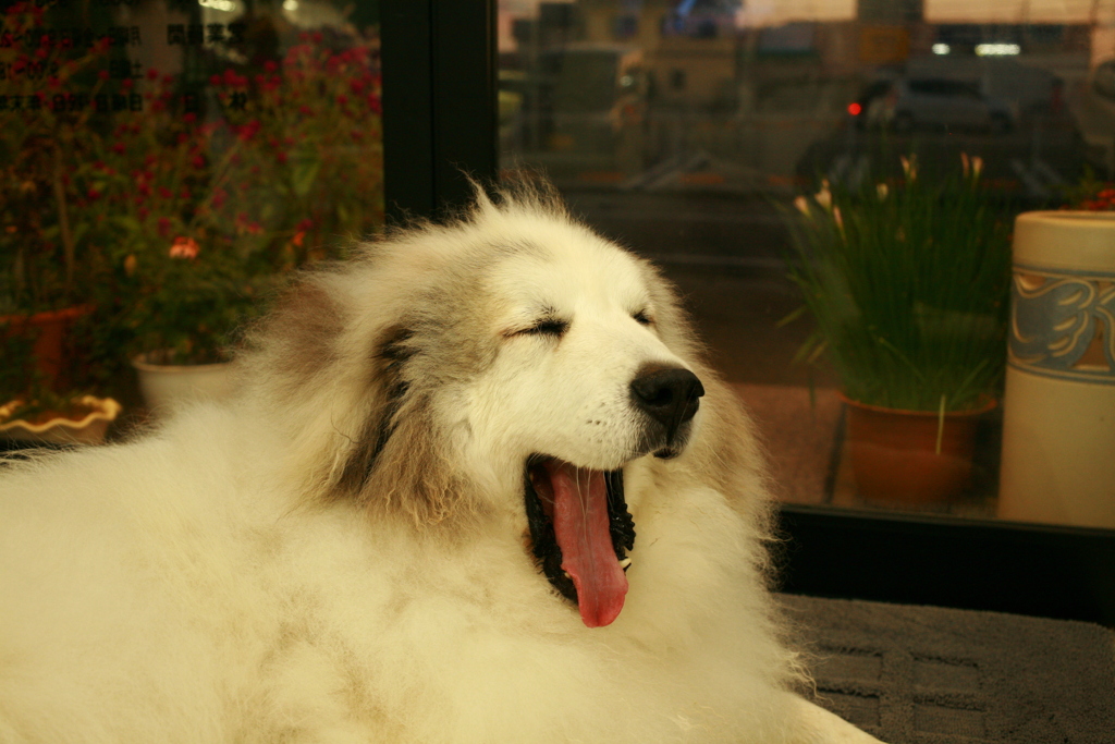 お店番してるココさん