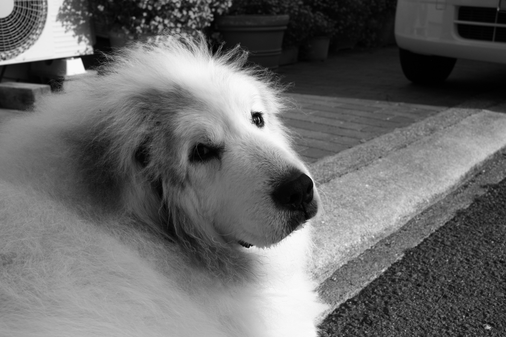 振り向き美人なココさん