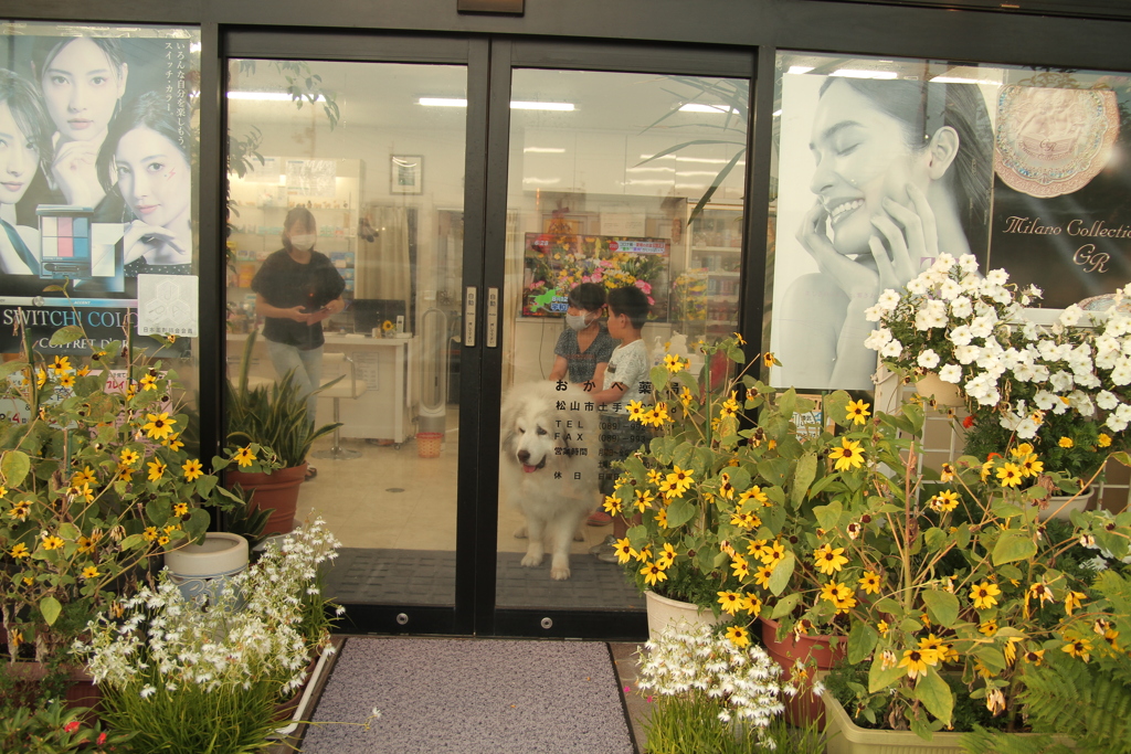 お店番してるココさん