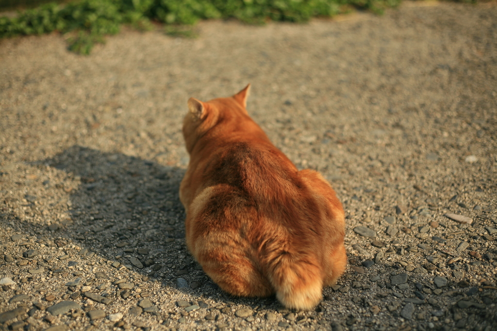 でっぷりしてるまるちゃん