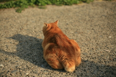 でっぷりしてるまるちゃん