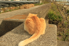 トラちゃんはしっぽの長いねこ